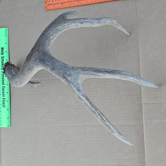 Genuine Mule Deer Shed Antler - Picture 6 of 14